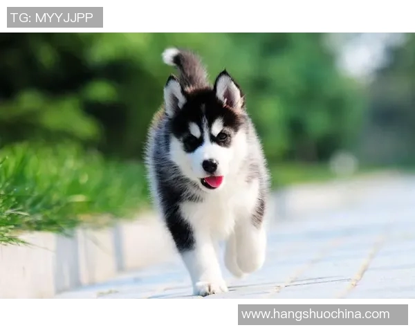 足球明星的狗品种大揭秘这些犬种与他们的主人有着怎样的默契关系